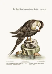 Der arktische Vogel, vermutlich der Hahn, 1749-73